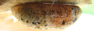 Pupae